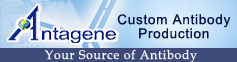 custom antibody service experts