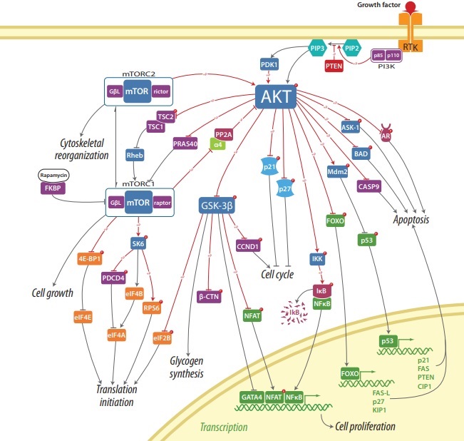 Thermofisher: Akt/mTOR Signalling Scientific Pathway Poster