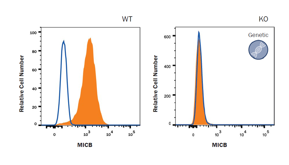 Knockout ko antibody validation