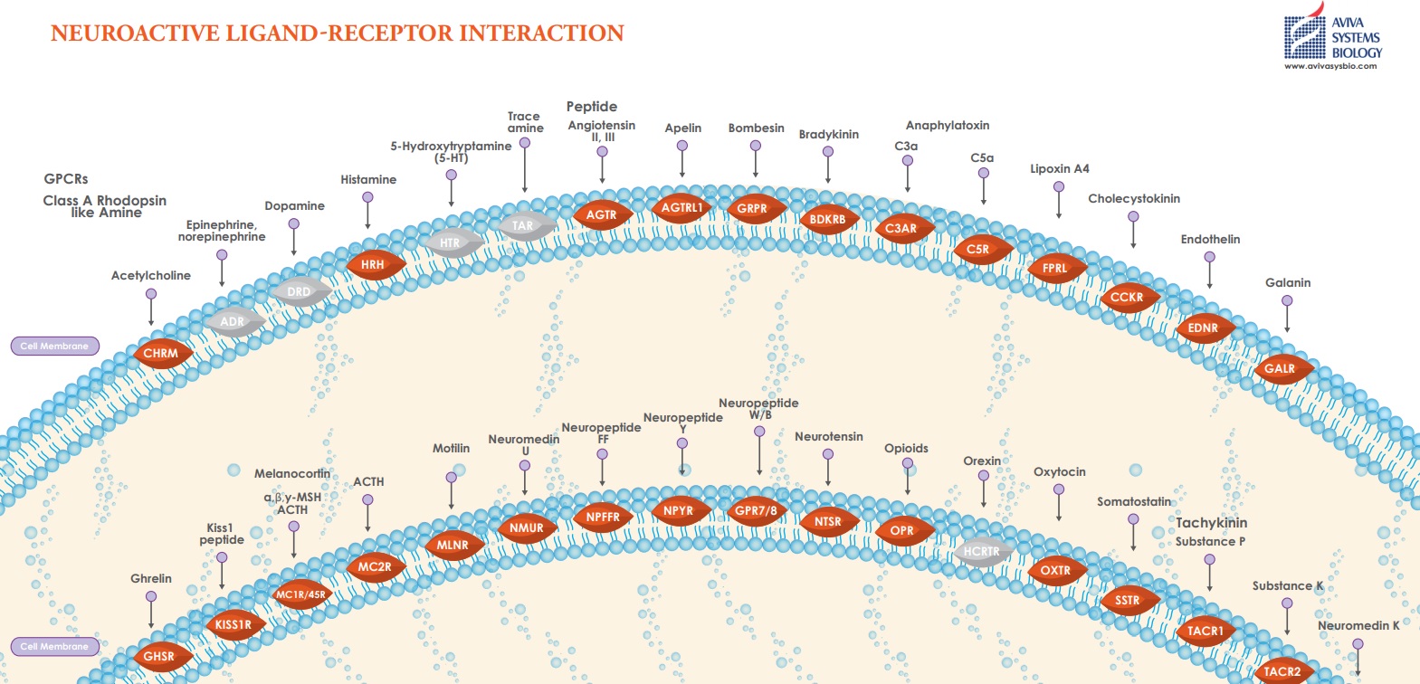 Aviva Systems Biology: Neuroactive Ligand-Receptor Interaction Scientific Pathway Poster