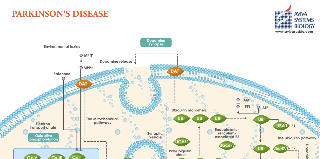 Aviva Systems Biology: Parkinson's Disease Pathway
