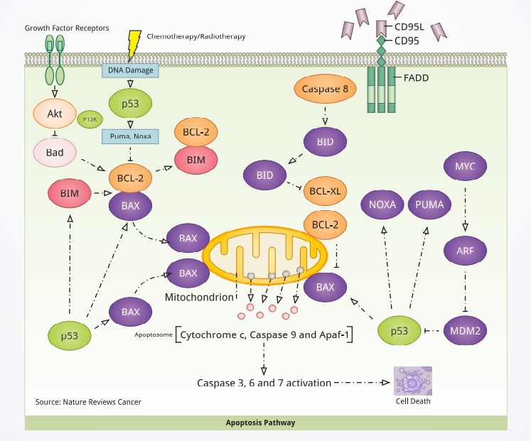 Apoptosis Cancer scientific pathway and products from Biorbyt