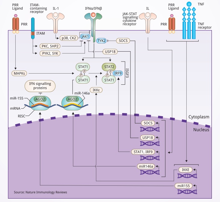 Immunology scientific pathway and products from Biorbyt