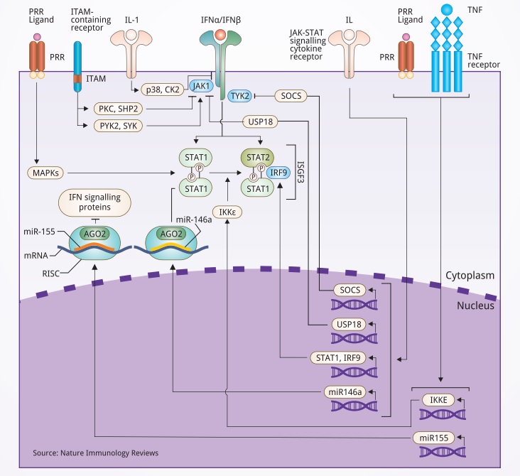 Immunology scientific pathway and products from Biorbyt