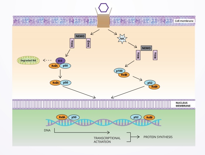 Nf-kB Signalling scientific pathway and products from Biorbyt