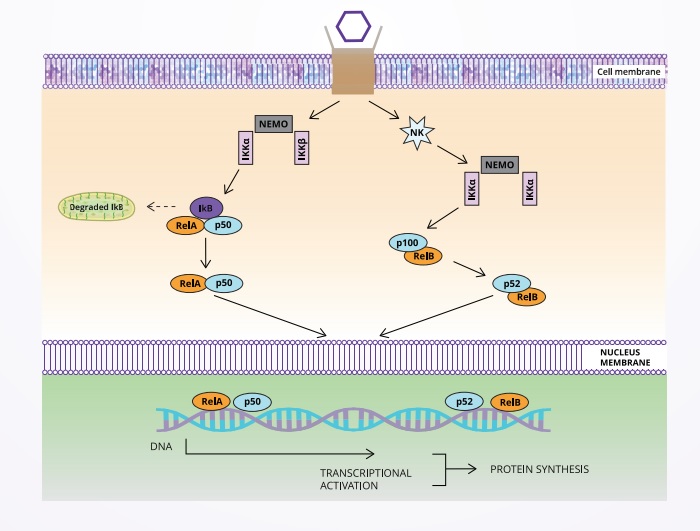  Nf-kB Signalling scientific pathway and products from Biorbyt