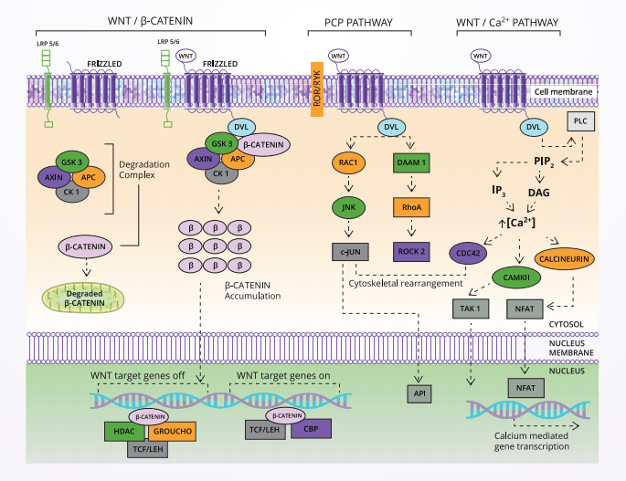 WNT Signalling scientific pathway and products from Biorbyt