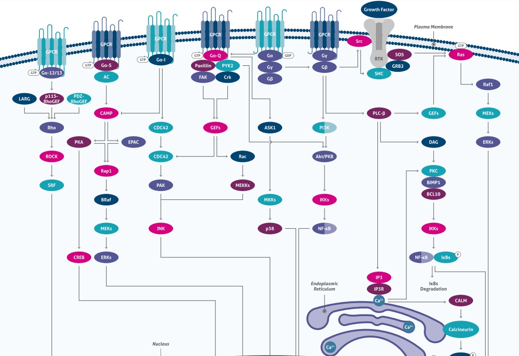 Proteintech: GCPR Scientific Pathway Poster