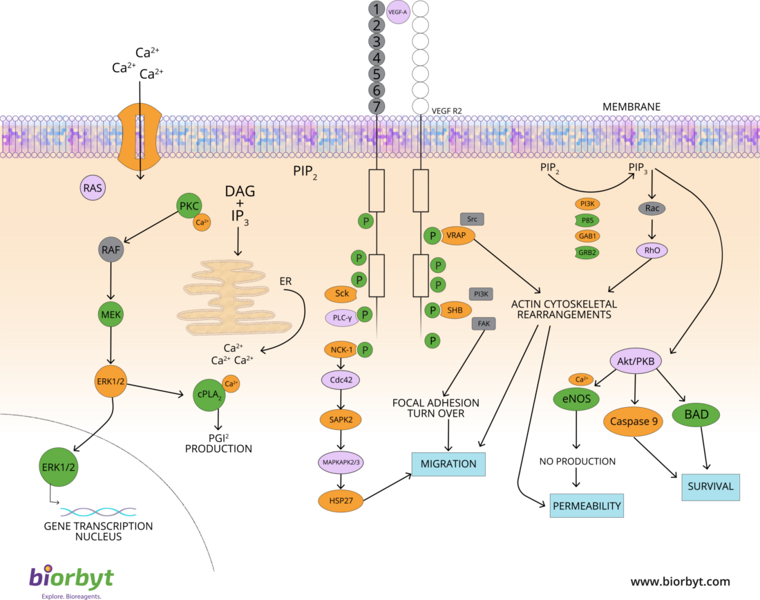 VEGF Signaling Pathway