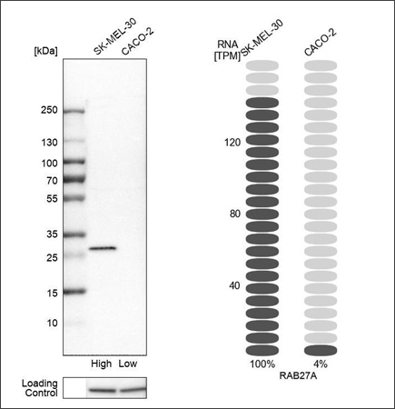 WB analysis in human cell lines SK-MEL-30 and Caco-2 using Anti-RAB27A antibody (HPA001333). Corresponding RAB27A RNA-seq data (TPM values) is presented for the same cell lines.