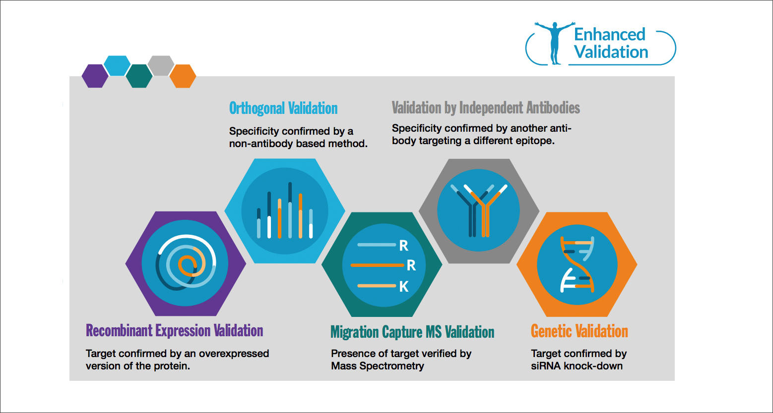 This White Paper provides an overview of how our antibodies are characterized and validated. 