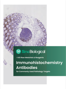 Antibody Validation for IHC