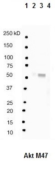 Western blot analysis of: (1) MW markers, (2) HeLa whole cell lysate, (3) HepG2 whole cell lysate (4) Mouse kidney tissue lysate at 1/1000.