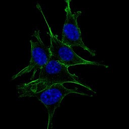 NIH/3T3 cells