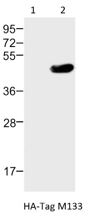 Western blot analysis of:- (1) 293T/17 whole cell lysate (2) HA-Tag transfected 293T/17 whole cell lysate