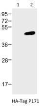 Western blot analysis of:- (1) 293T/17 whole cell lysate (2) HA-Tag transfected 293T/17 whole cell lysate