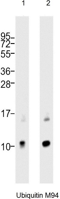 Western Blot Analysis of: (1)HeLa whole cell lysate (2) Jurkat whole cell lysate at 1/1000.