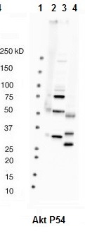Western blot analysis of: (1) MW markers, (2) HeLa whole cell lysate, (3) HepG2 whole cell lysate (4) Mouse kidney tissue lysate at 1/1000.