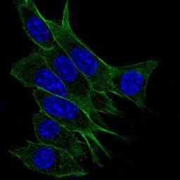 NIH/3T3 cells