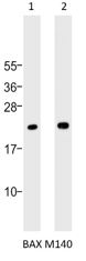 Western blot analysis of:- (1) A549 whole cell lysate  (2) Daudi whole cell lysate