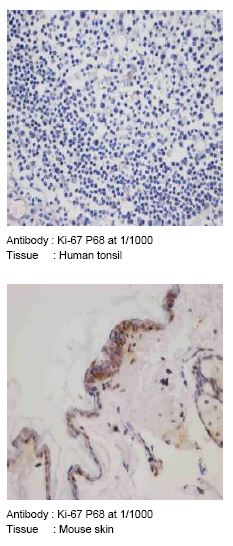 Immunohistochemical analysis of formalin fixed, paraffin embedded Human tonsil and Mouse skin tissues