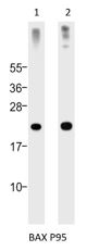 Western blot analysis of:- (1) A549 whole cell lysate  (2) Daudi whole cell lysate