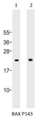 Western blot analysis of:- (1) A549 whole cell lysate  (2) Daudi whole cell lysate