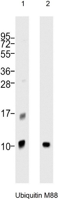 Western Blot Analysis of: (1)HeLa whole cell lysate (2) Jurkat whole cell lysate at 1/1000.