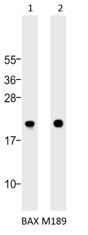 Western blot analysis of:- (1) A549 whole cell lysate  (2) Daudi whole cell lysate