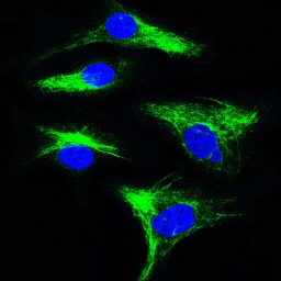 Immunofluorescence analysis of SKOV-3 cells at 1/100