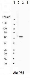 Western blot analysis of: (1) MW markers, (2) HeLa whole cell lysate, (3) HepG2 whole cell lysate (4) Mouse kidney tissue lysate at 1/1000.
