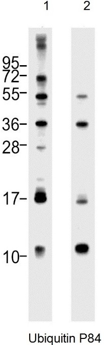 Western Blot Analysis of: (1)HeLa whole cell lysate (2) Jurkat whole cell lysate at 1/1000.